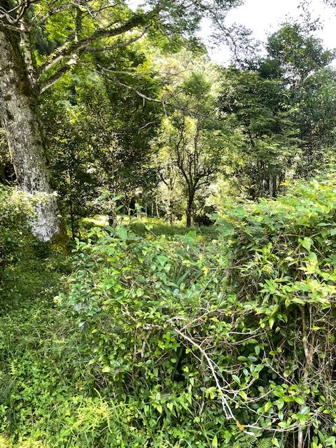 除草前の畑の様子②